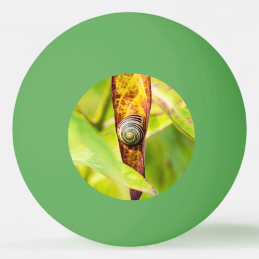 Balle De Ping Pong fixation calme (Dos)