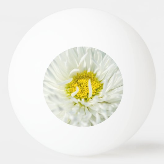 Balle De Ping Pong Fleur de marguerite anglaise blanche (Devant)