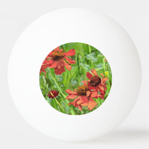 BALLE DE PING PONG FLEURS DE RUDBECKIA ROUGES