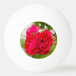 Balle De Ping Pong Grandes roses rouges dans le jardin