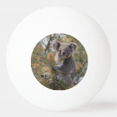 Balle De Ping Pong Grevillea Koala Bear, (Devant)