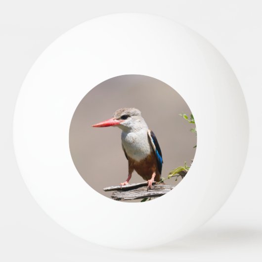 Balle De Ping Pong Grey-Headed Kingfisher (Devant)