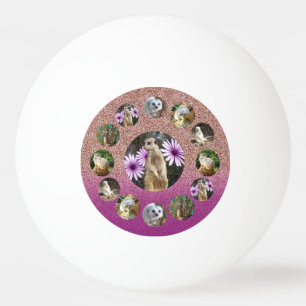 Balle De Ping Pong Meerkat Rose Surprise, Balle Ping Pong