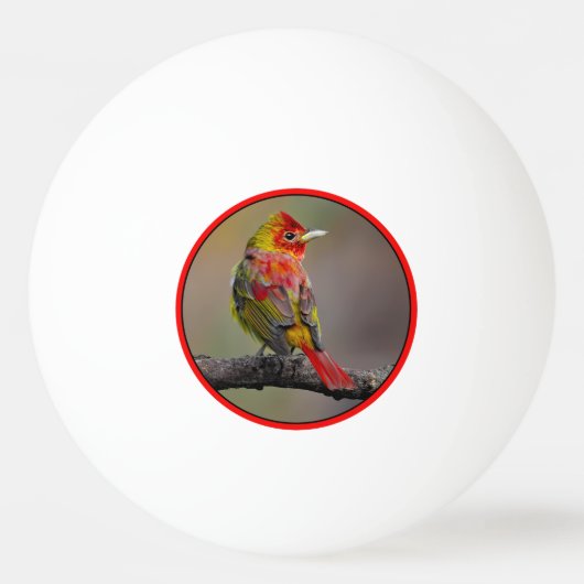 Balle De Ping Pong Moulage de Tangère - Photo originale (Devant)