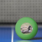 Balle De Ping Pong Oie (Filet)