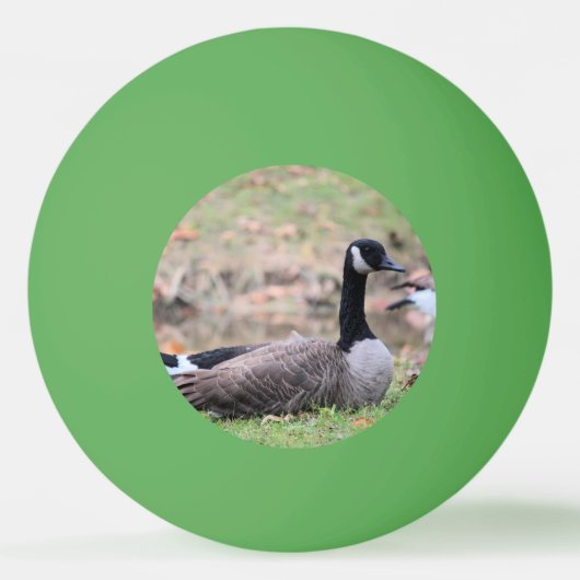 Balle De Ping Pong Oie (Dos)