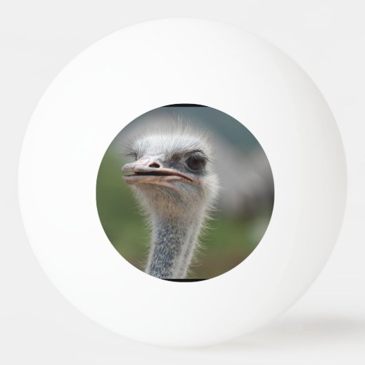 Balle De Ping Pong Oiseau d'autruche (Devant)