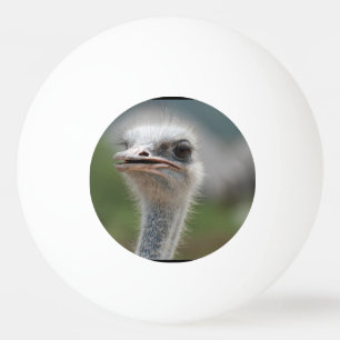 Balle De Ping Pong Oiseau d'autruche