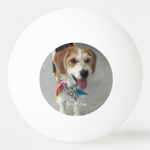 Balle De Ping Pong Photo d'animal de compagnie ou photo d'enfant & no