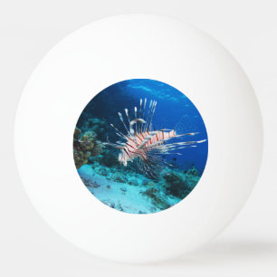 Balle De Ping Pong Poisson lion ou Pterois Miles, Poisson de récif oc