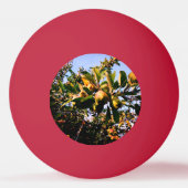 Balle De Ping Pong Pommes (Dos)
