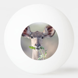 Balle De Ping Pong Portrait de Kudu