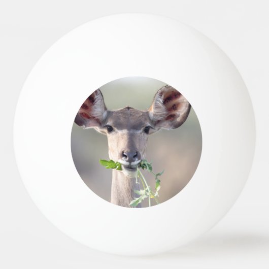 Balle De Ping Pong Portrait de Kudu (Dos)