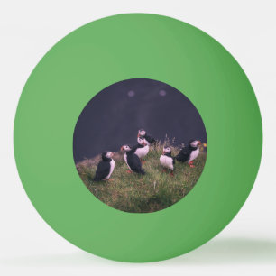 Balle De Ping Pong Puffins de l'Atlantique