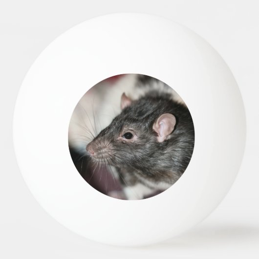 Balle De Ping Pong Rat (Devant)