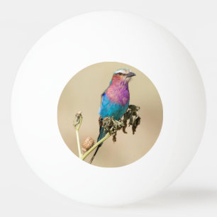 Balle De Ping Pong Roller à poitrine Lilac