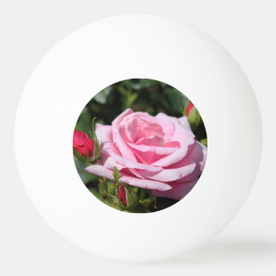 Balle De Ping Pong rose rose parfaite rose et boutons. amour, amitié