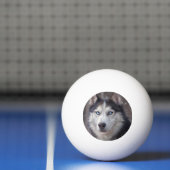 Balle De Ping Pong Sibérien Husky (Filet)