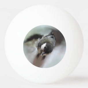 Balle De Ping Pong Tidi my Bird le Parus Major