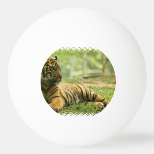 Balle De Ping Pong tiger-28