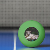 Balle De Ping Pong Tigre (Filet)