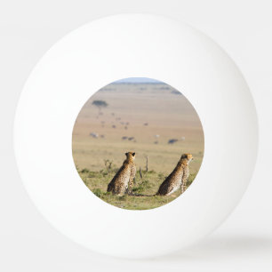Balle De Ping Pong Two cheetahs on the look out