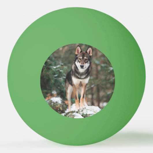 Balle De Ping Pong Wolfdog (Devant)