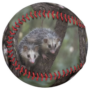 Balle De Softball Double problème dans la canopée : Possums jumeaux