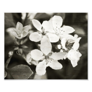 Ballerina Blossom Foto afdrukken Afdruk