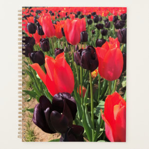 Ballerina & Reine des Tulipes de la Nuit