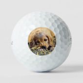 Balles De Golf AnimalMix_Dog_005 (Recto)