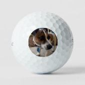Balles De Golf Attraction de chien Fox Terrier, (Recto)