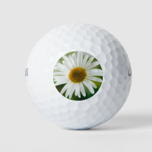 Balles De Golf Basière oculaire blanche - Leucanthemum vulgare