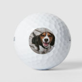 Balles De Golf Beagle_puppy assis (Devant)