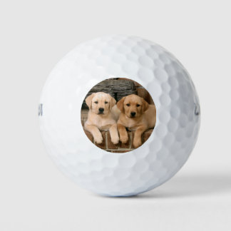 Balles De Golf Beaux chiots de laboratoire