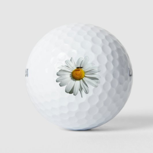Balles De Golf Bee on Daisy Alaskan Summer Nature (Devant)