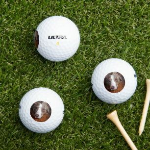 Balles De Golf berger australien merle rouge pondre plat