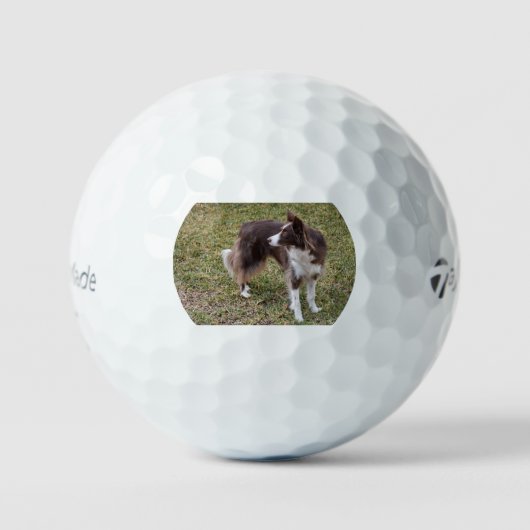 Balles De Golf border collie looking back (Recto)