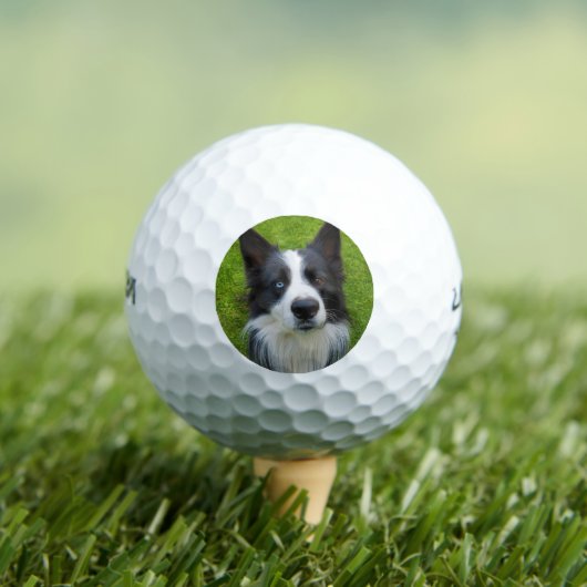 Balles De Golf Bordure Collie (T-shirt Insitu)