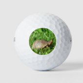 Balles De Golf Box Turtle (Devant)