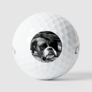 Balles De Golf Boxer Chien sur Windows sill css gbcnm