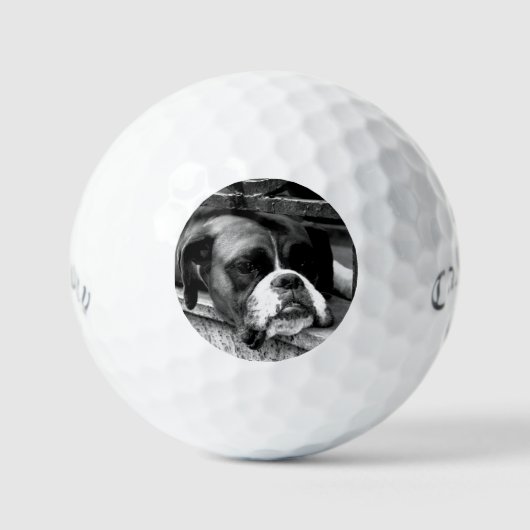 Balles De Golf Boxer Chien sur Windows sill css gbcnm (Recto)