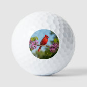 Balles De Golf Cardinal sur une branche de Redbud (Recto)