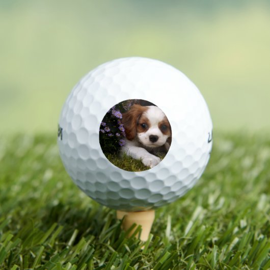 Balles De Golf Cavalier King Charles Spaniel (T-shirt Insitu)