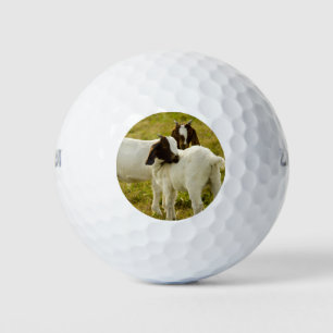 Balles De Golf Chèvres Boer curieuses dans une prairie ensoleillé