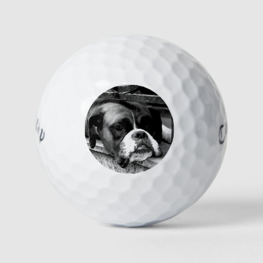 Balles De Golf Chien de boxe sur Windowsill cwb gbcna (Devant)