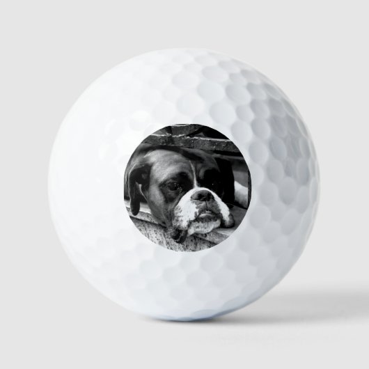Balles De Golf Chien de boxe sur Windowsill va gbcna (Recto)