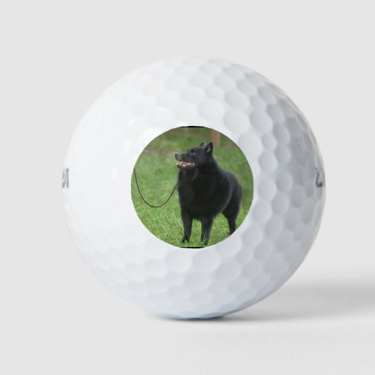 Balles De Golf Chien de Schipperke (Devant)