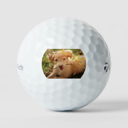 Balles De Golf chiot gr avec branche (Recto)