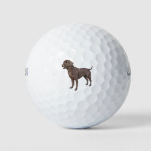 Balles De Golf Chocolat Labrador Chien debout
